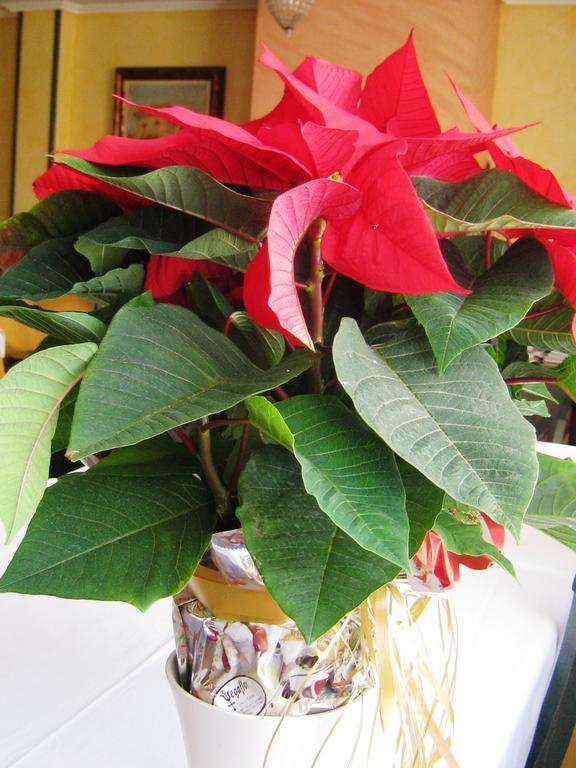 Casa Rural Patino Guest House Quintanas de Gormaz Екстериор снимка
